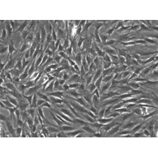 Rat Adipose Derived Stem Cells (rADSCs, White fat)